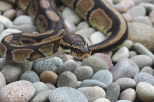 Pale normal 2