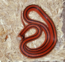 Elaphe porphyracea coxi