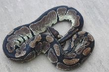 Dark female Ball