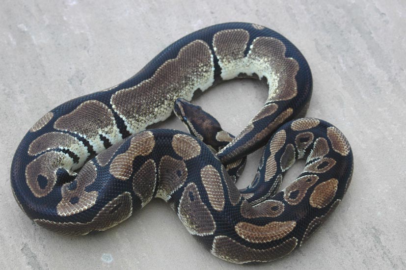 Dark female Ball