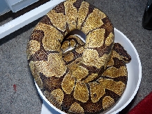 Enchi ball 2