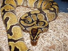Enchi ball 3