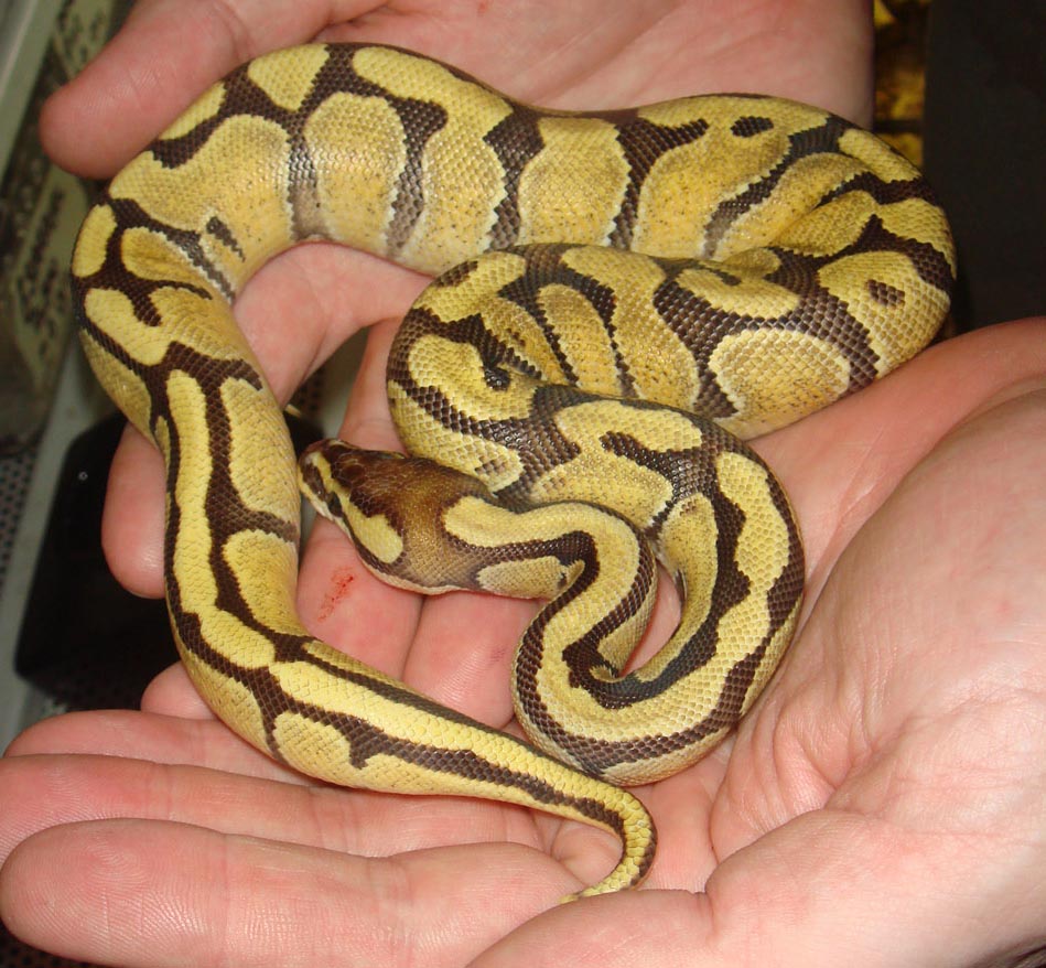 Enchi Fire
