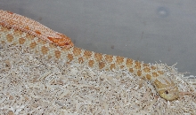 Ex Red Anaconda X Toffeebelly