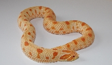 Extreme Red Anaconda