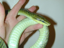 Red Tail Racer 1