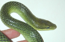 Red Tail Racer 3