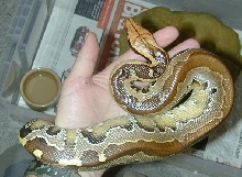 Female Borneo Blood