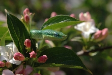 Elaphe prasina close up