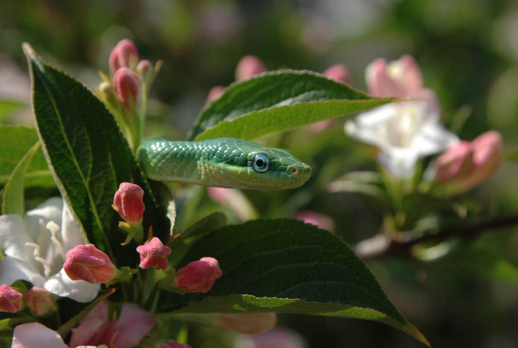 Elaphe prasina close up