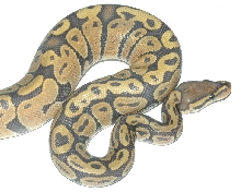 Ghost Ball Python
