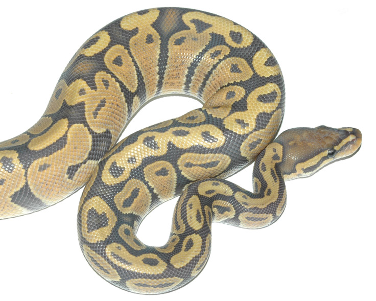 Ghost Ball Python