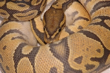 Orange Ghost Ball Python