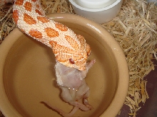 albino hog chow close up