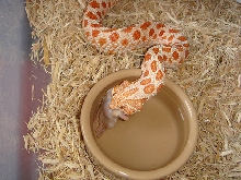 Albino Hognose