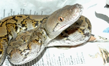 Honey Island Dwarf Retic
