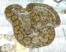 Honey Island Dwarf Retic