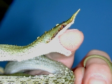 Rhyno Ratsnake