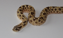 Jaguar Hognose