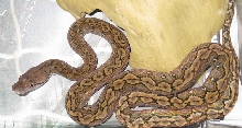 Kayaudi Super Dwarf retic
