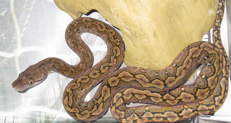 Kayaudi Super Dwarf retic