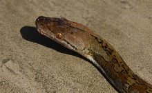 Kayaudi Retic 3
