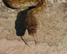 Kayaudi Retic 4