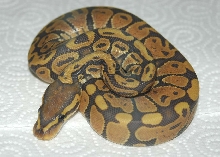 Orange Ghost