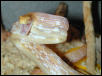 Albino Radiata