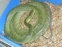 Gravid Red tail Racer
