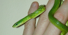 Elaphe Prasina
