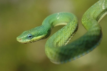 Elaphe Prasina