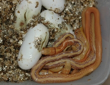 Albino Radiata babies