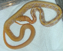 Albino Elaphe Radiata Juvie