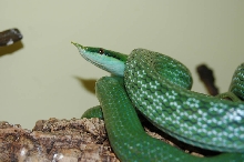 Rhino Ratsnake
