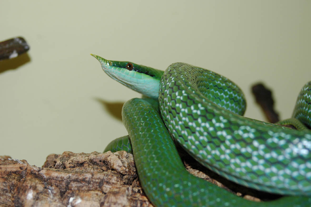 Rhino Ratsnake