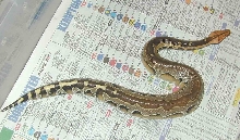 Striped Borneo Blood
