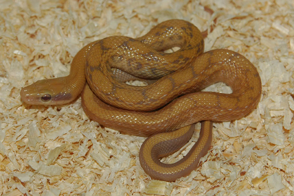 T  Albino Taeniura juvenile
