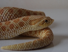 Toffeebelly Female