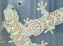 Tokays