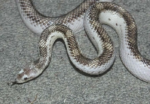 White sided black rat snake