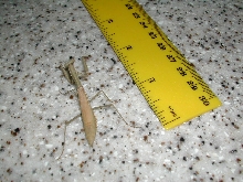 Unknown mantid