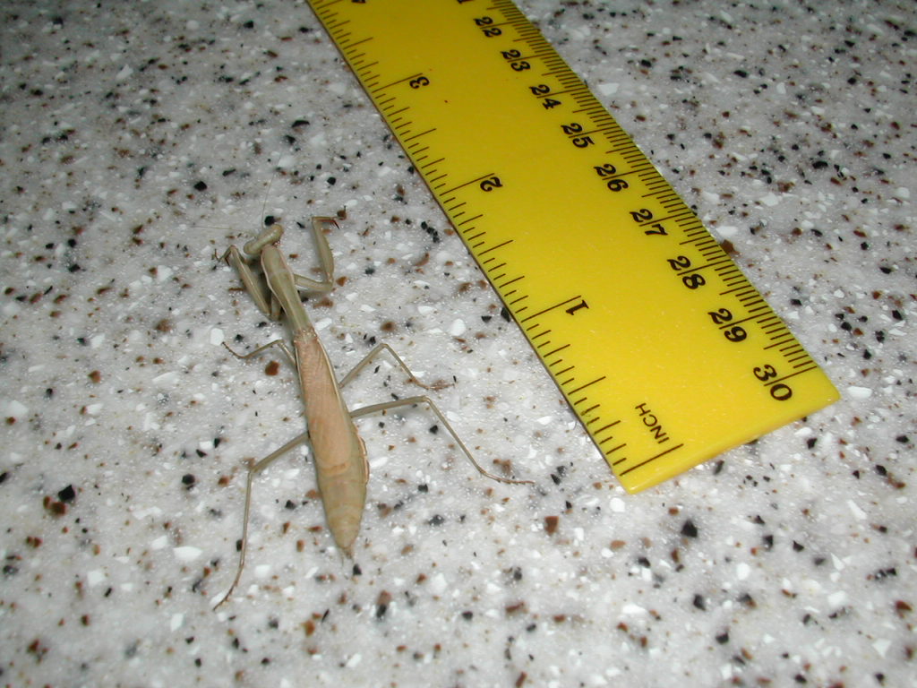 Unknown mantid