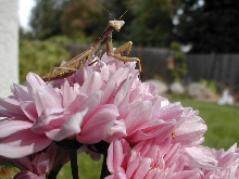 Unknown mantid