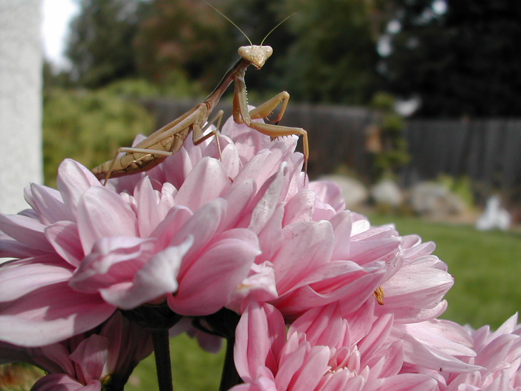Unknown mantid