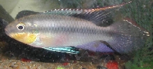 My male kribensis(pelvicachromis pulcher