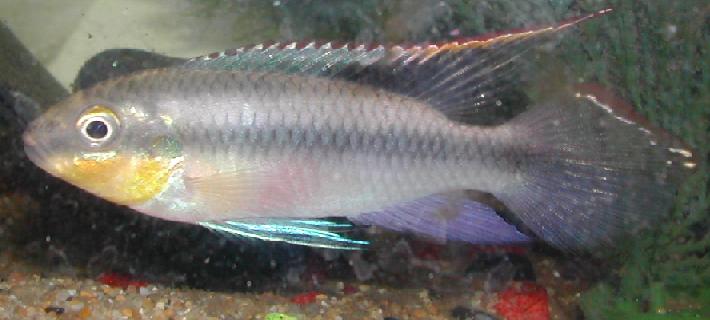 My male kribensis(pelvicachromis pulcher