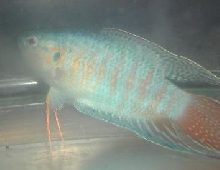 Hunter, the paradise fish