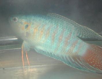 Hunter, the paradise fish