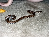 My BRB, Iris